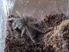 Spausk peržiūrai albopilosum_t1_1_2_3_4_5_6_7.jpg