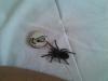 albopilosum_t1_1_2_3_4_5_6_7_8.jpg
