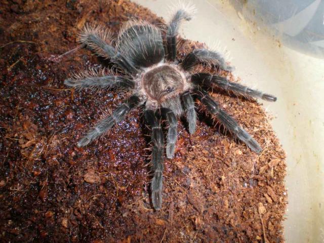 albopilosum