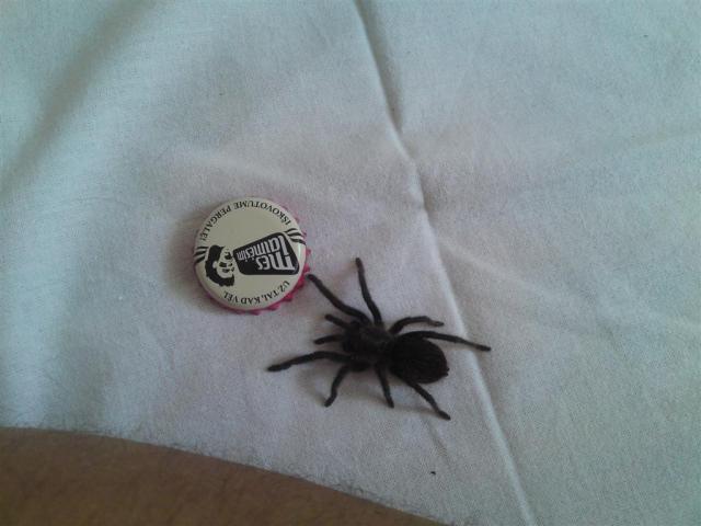 Brachypelma albopilosum