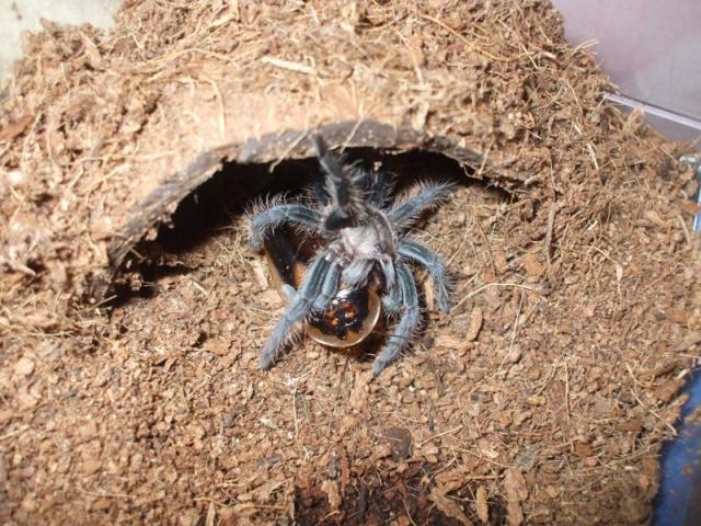 Albopilosum