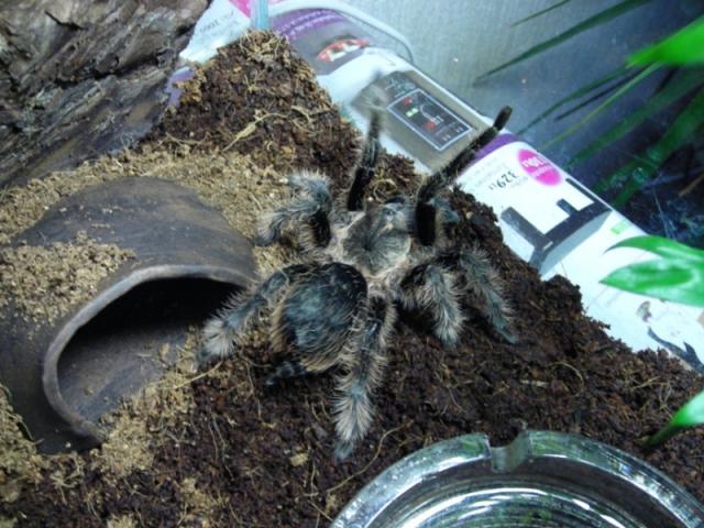 Albopilosum