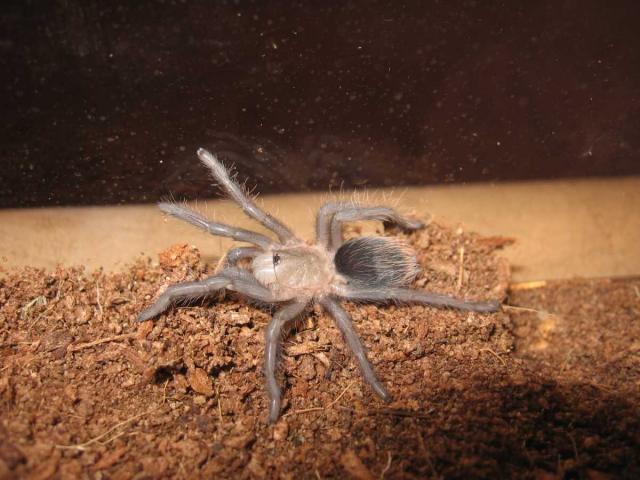 Brachypelma albopilosum