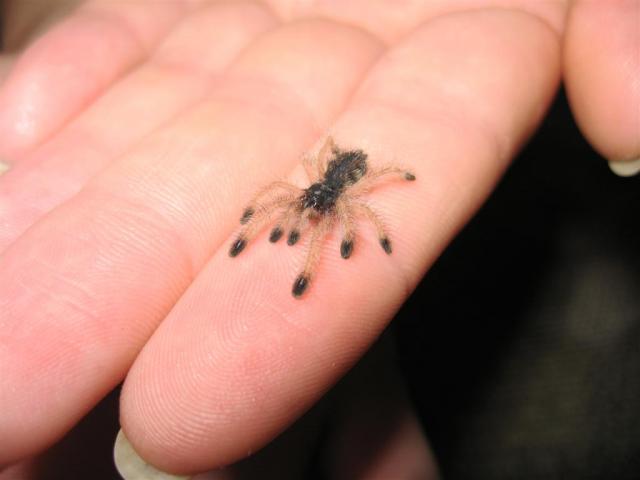 Avicularia metallica