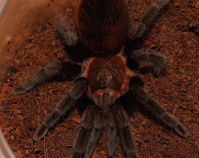 Aphonopelma anax