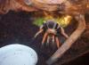 Spausk peržiūrai aphonopelmabicoloratum_t1.jpg