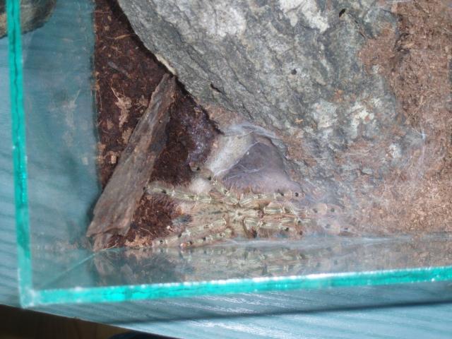 S. calceatum