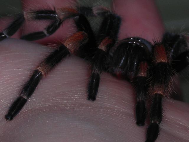 B. smithi