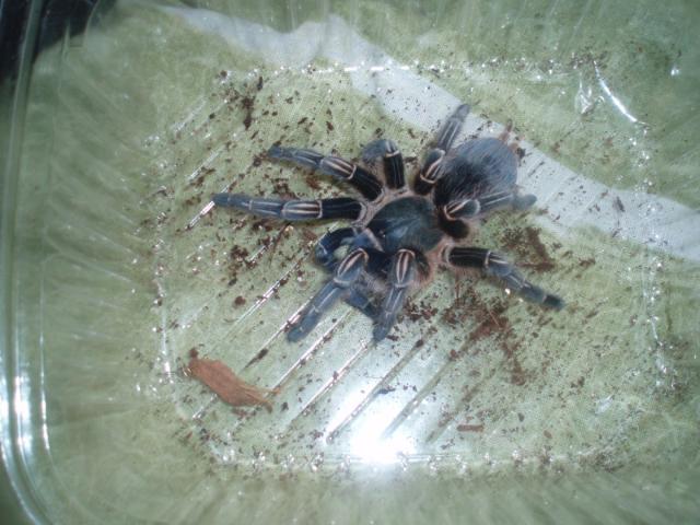 A. seemani
