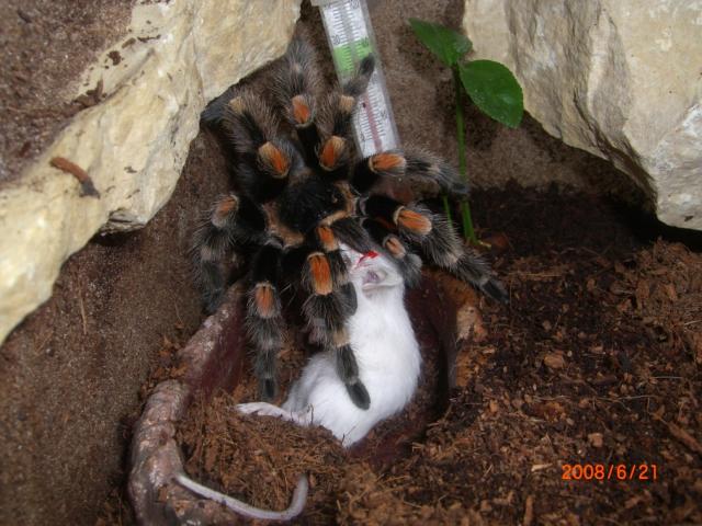 Smithi