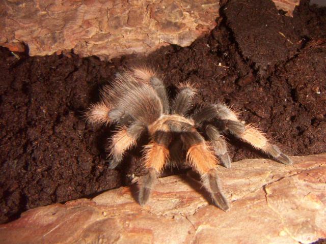 B. Emilia