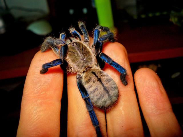 Lividumas