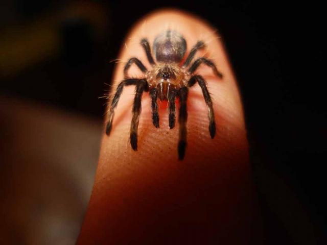 P. cambridgei