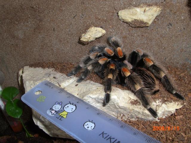 Smithi
