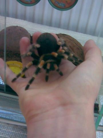 Brachypelma smithi