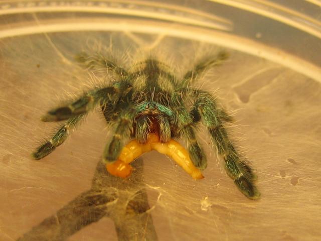 Apžora A. versicolor