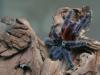 aversicolor_t1.jpg