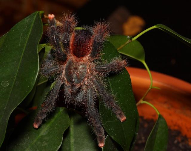 Avicularia braunshauseni