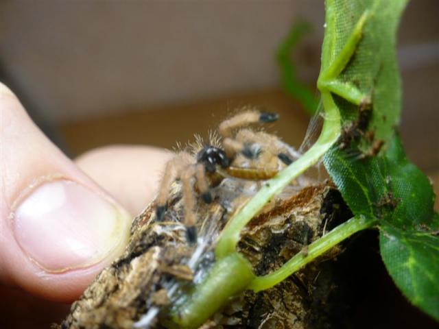 avicularia avicularia