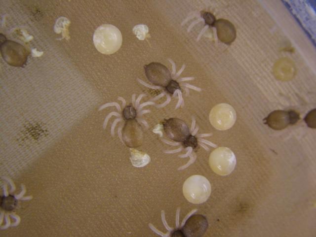 Avicularia avicularia