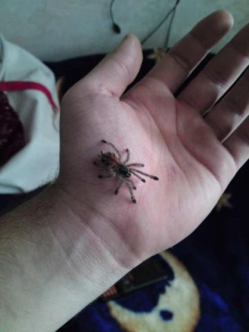 Avicularia sp Peru purple