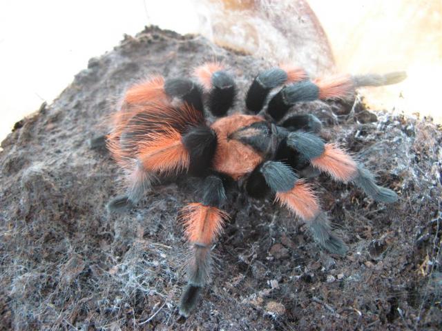 B. emilia