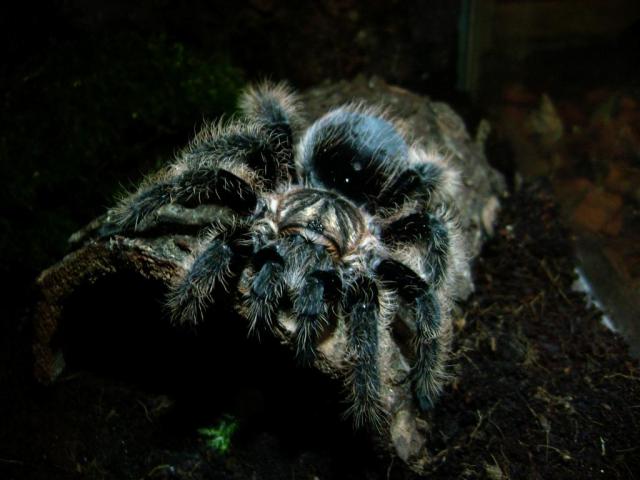 Brachypelma albopilosum