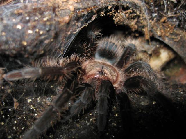 Brachypelma albopilosum