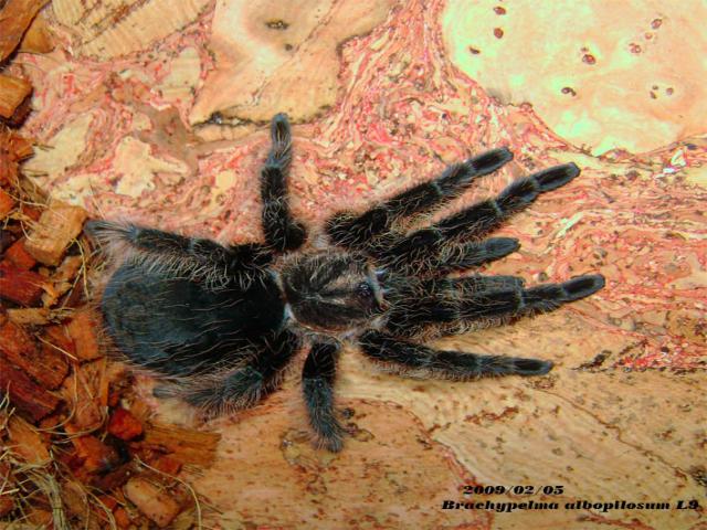 Brachypelma albopilosum