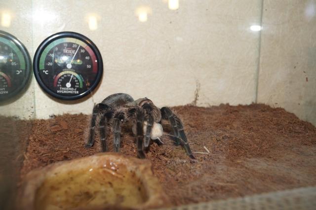 Brachypelma albopilosum