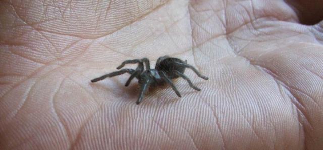 Brachypelma albopilosum