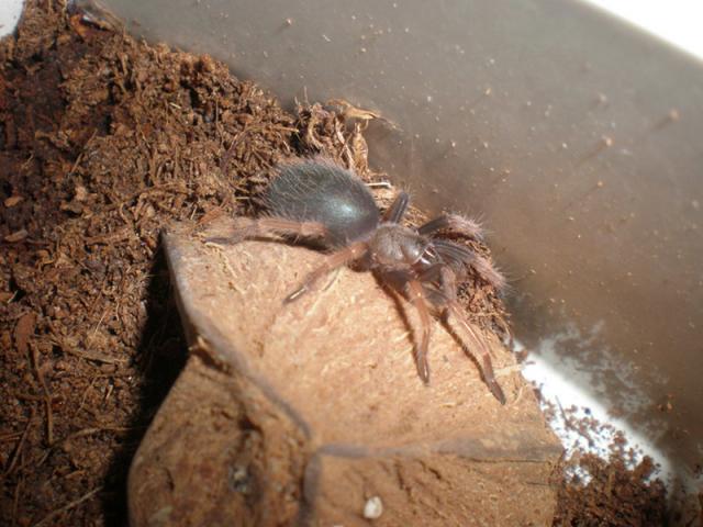 Mažylis boehmei 