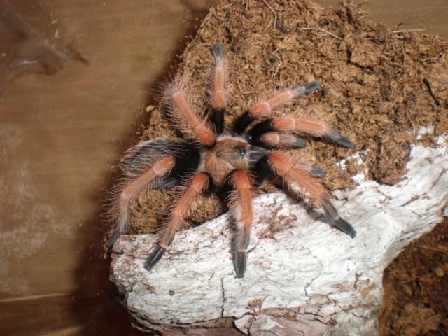 B. boehmei L6 