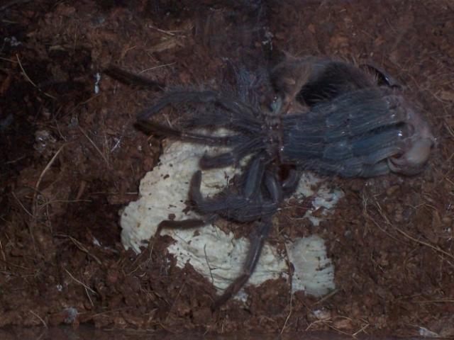 L. parahybana