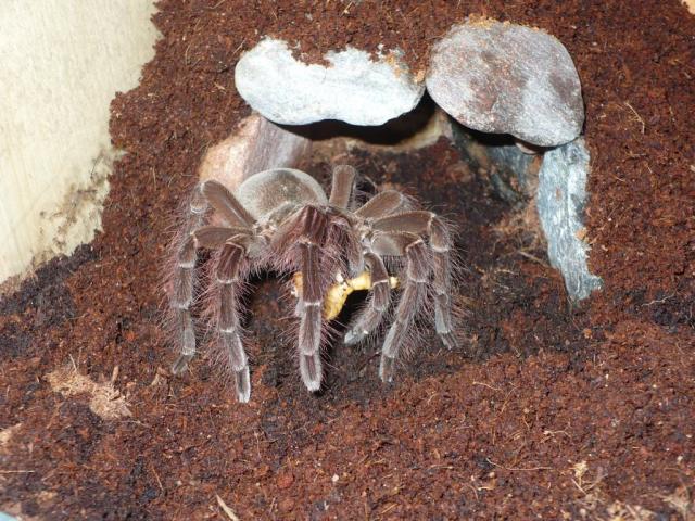 Theraphosa blondi