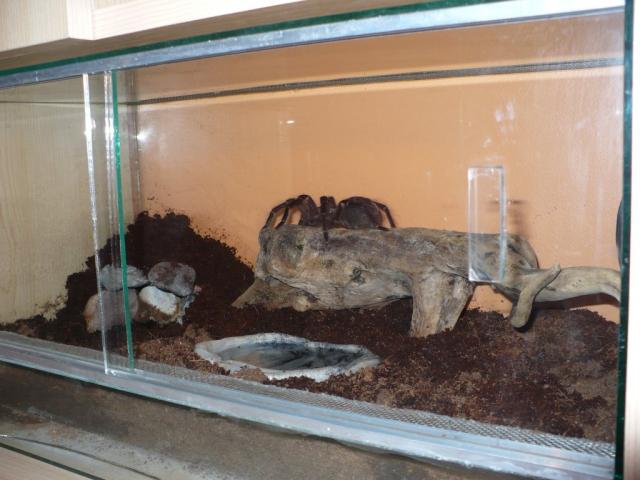 Theraphosa blondi