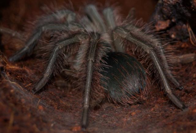 Theraphosa blondi