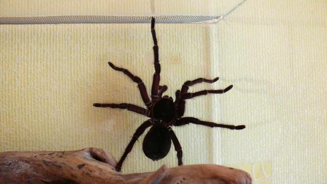 Theraphosa blondi