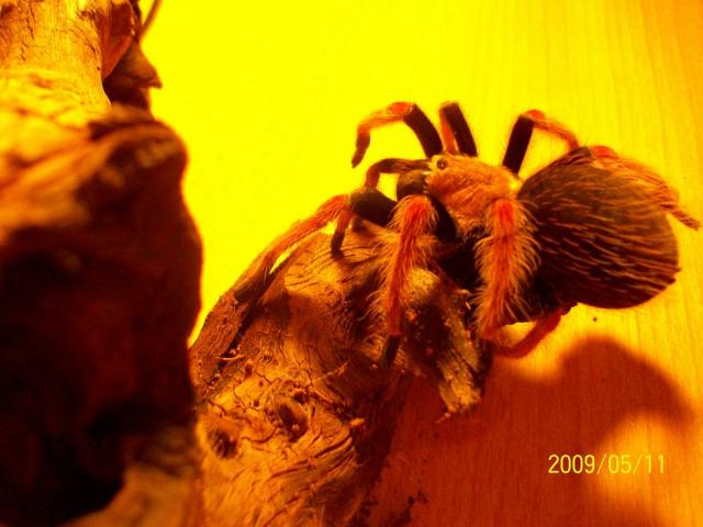 Brachypelma boehmei
