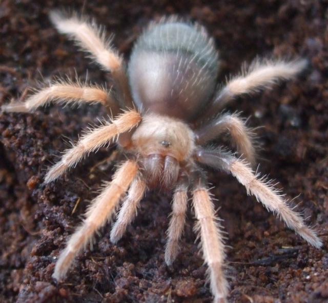 Boehmei