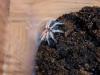 boehmei_t1_1.jpg