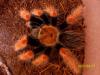 boehmei_t1_1_2_3_4_5.jpg