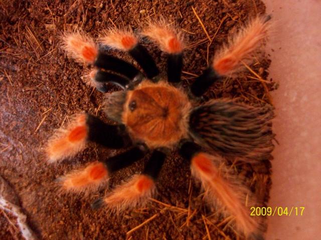 Brachypelma boehmei