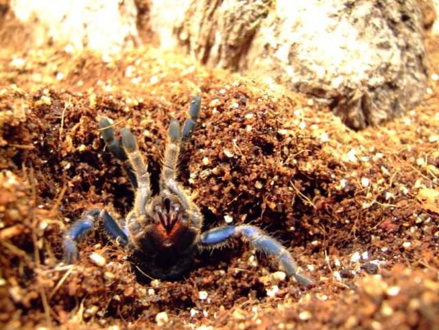 H.Lividum