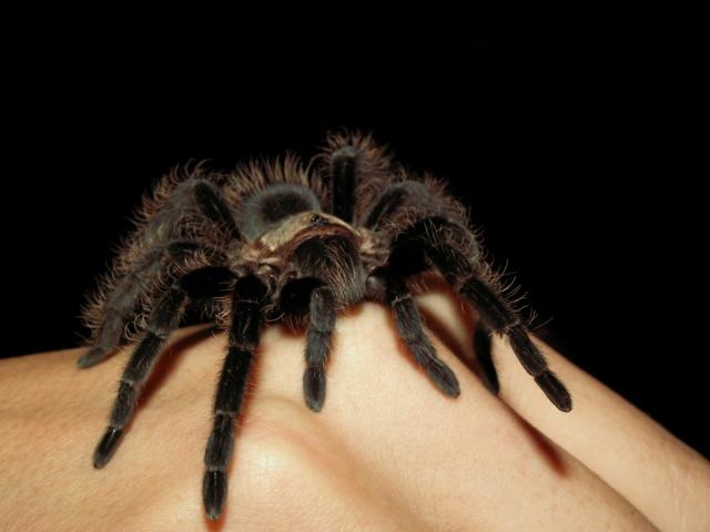 Br.albopilosum