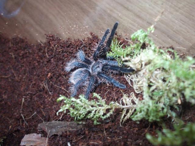 Albopilosum