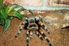 brachypelma-smithi_t1.jpg