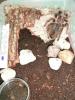 brachypelma_albopilosum_t1.jpg