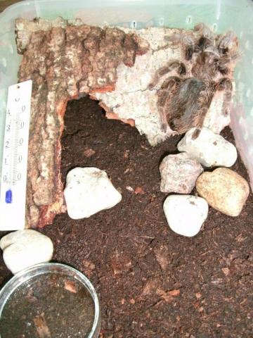 Brachypelma albopilosum