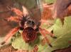 brachypelma_klaasi_t1.jpg